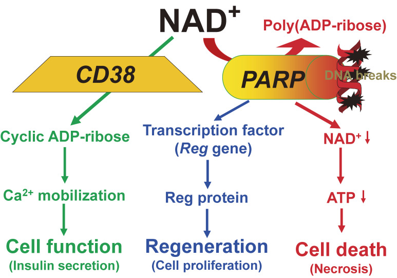 Figure 20. 