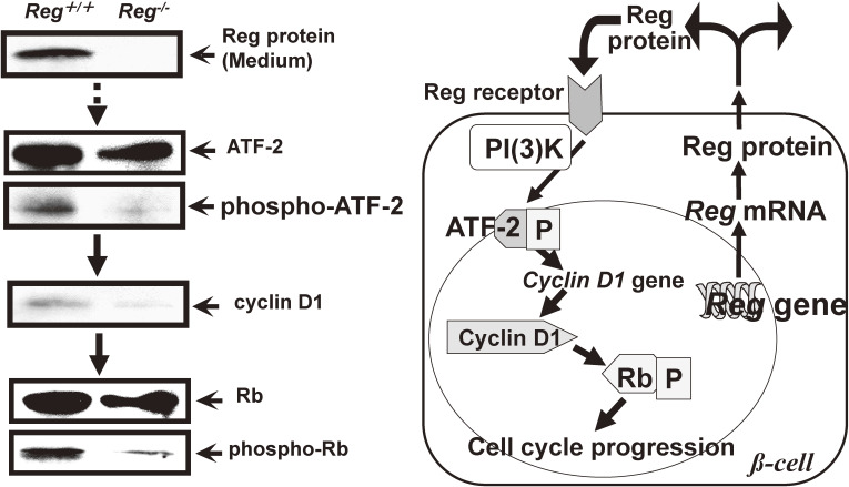 Figure 16. 