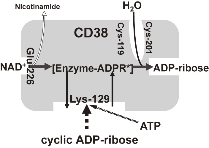 Figure 9. 