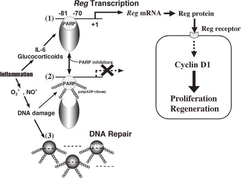 Figure 17. 