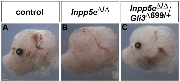 Figure 7—figure supplement 2.