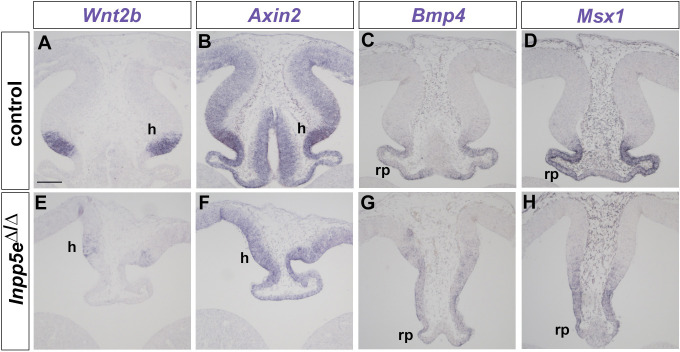 Figure 1—figure supplement 2.