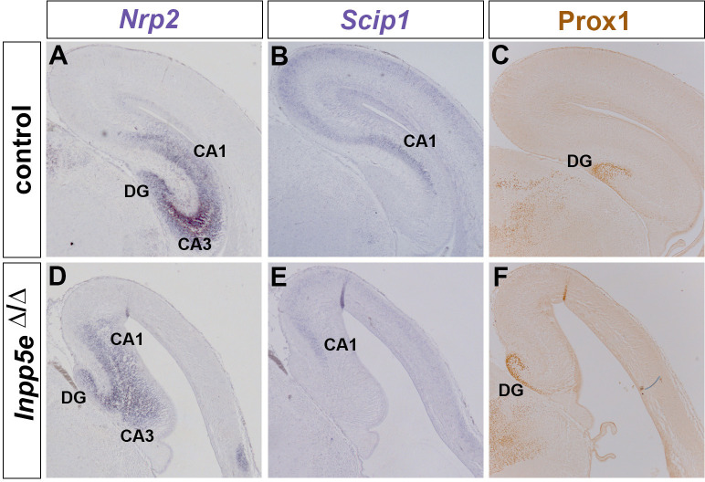 Figure 4—figure supplement 3.