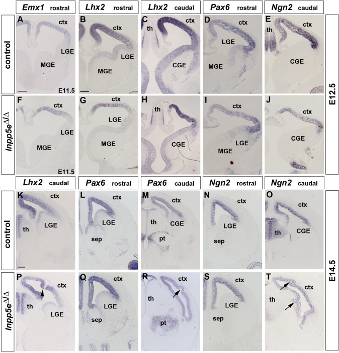 Figure 1—figure supplement 3.