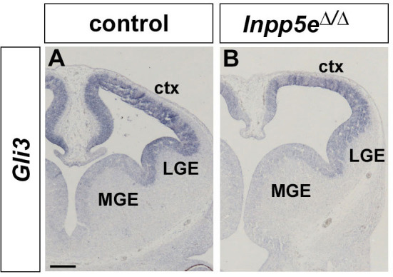 Figure 7—figure supplement 1.