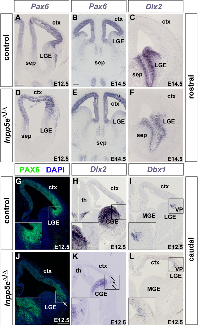 Figure 1—figure supplement 1.