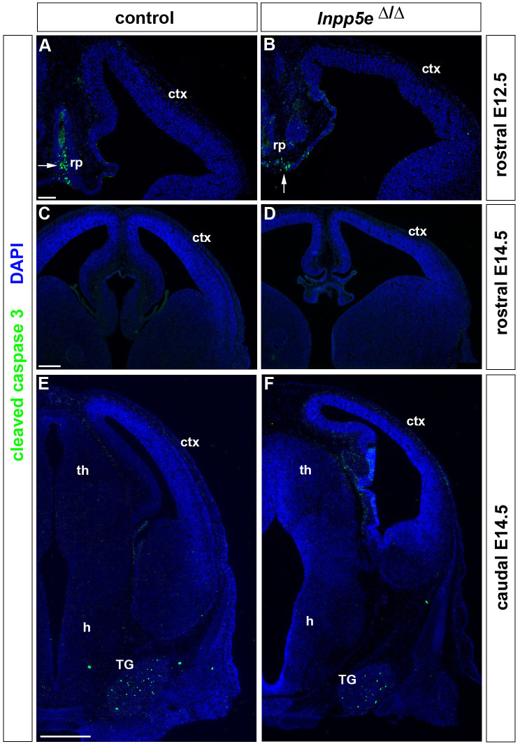 Figure 3—figure supplement 1.