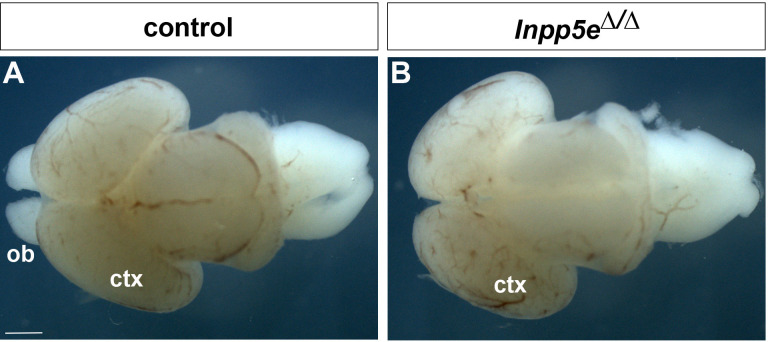 Figure 4—figure supplement 1.