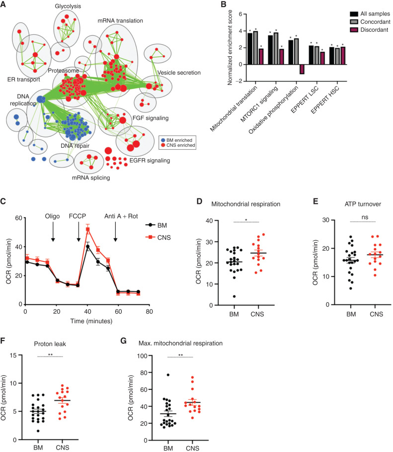 Figure 3. CNS xenografts transcriptionally and metabolically resemble therapy-resistant cells. A, Cytoscape map of GSEA-identified differentially enriched gene sets upregulated in CNS and BM xenografts with the top 10 differentially regulated pathways labeled using AutoAnnotate. Node size is proportional to FDRq value of enrichment, and green edges indicate gene overlap between nodes. B, GSEA results showing normalized enrichment scores in CNS versus BM xenograft transcriptomes for gene sets previously associated with B-ALL chemotherapy resistance and clinical relapse in all profiled xenografts (n = 43), concordant xenografts (n = 21), and discordant xenografts (n = 28). *, FDRq score < 0.05. C, Pooled analysis of OCR measured by Seahorse XFe 96 analyzer with additions of oligomycin A (Oligo), carbonyl cyanide-4-phenylhydrazone (FCCP), antimycin A (Anti A), and rotenone (Rot) from BM and CNS KMT2A-rearranged xenografts (n = 3 mice patient 12 and n = 3 mice patient 15, n = 15 replicate wells). Basal respiration (D), ATP-linked respiration (E), proton leak respiration (F), and maximal (Max.) OCR across BM (G; n = 4 mice patient 12 and n = 4 mice patient 15, n = 22 replicate wells for D–G) and CNS (n = 3 mice patient 12 and n = 3 mice patient 15, n = 15 replicate wells for D–G) xenografts. Bars, mean ± SE; P values derived from two-sided unpaired Student t test (D–G), with *, P < 0.05; **, P < 0.01; ns, not significant.