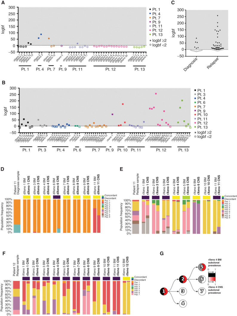 Figure 1. Differences in clonal composition of BM and CNS B-ALL xenograft engraftment. Mutational population genetic concordance or discordance of CNS blasts as determined using Bayes factors comparing the concordant model, whereby a mouse's BM/CNS samples share mutational population frequencies, with the discordant model, whereby a BM/CNS sample pair can have different mutational population frequencies. We show the logarithm of the Bayes factor (“logbf,” base 10) for the discordant model versus the concordant model for each sample pair in diagnosis xenografts (A; patient 1 n = 6 xenografts; patient 4 n = 2 xenografts; patient 7 n = 3 xenografts; patient 9 n = 1 xenograft; patient 11 n = 8 xenografts; patient 12 n = 14 xenografts; and patient 13 n = 6 xenografts) or relapse xenografts (B; patient 1 n = 7 xenografts; patient 3 n = 5 xenografts; patient 4 n = 9 xenografts; patient 6 n = 3 xenografts; patient 7 n = 11 xenografts; patient 9 n = 1 xenograft; patient 10 n = 4 xenografts; patient 11 n = 8 xenografts; patient 12 n = 11 xenografts; and patient 13 n = 7 xenografts). We used a threshold of logbf e2 to declare discordance for each mouse represented by the dotted line, reflecting that the discordant model was at least 100 times more likely than the concordant model. Filled-in data points have a logbf e2, whereas data points with no fill color have a logbf <2. C, Summary of concordance and discordance calls in diagnosis and relapse patient samples. Black data points have a logbf e2, whereas gray data points have a logbf <2. Mutational population frequencies were computed using Pairtree from patient 11 diagnosis (D; n = 8 xenografts), patient 11 relapse (E; n = 8 xenografts), and patient 12 relapse (F; n = 11 xenografts) samples. (Patient 12 diagnosis in Supplementary Fig. S1I.) G, Evolutionary trajectory of mutational populations for patient 12 is shown in a clone tree determined using Pairtree. Each mutational population is shown as a tree node, with edges indicating evolutionary descent. Each node shows the relative prevalence of mutational population lineages, consisting of mutational populations and their descendants, in BM (black, left half of node) and CNS (red, right half of node) within relapse xenograft 4 from patient 12. Pop., population; Pt., patient. dXeno represents xenografts generated from diagnosis patient samples, and rXeno represents xenografts generated from relapse patient samples.