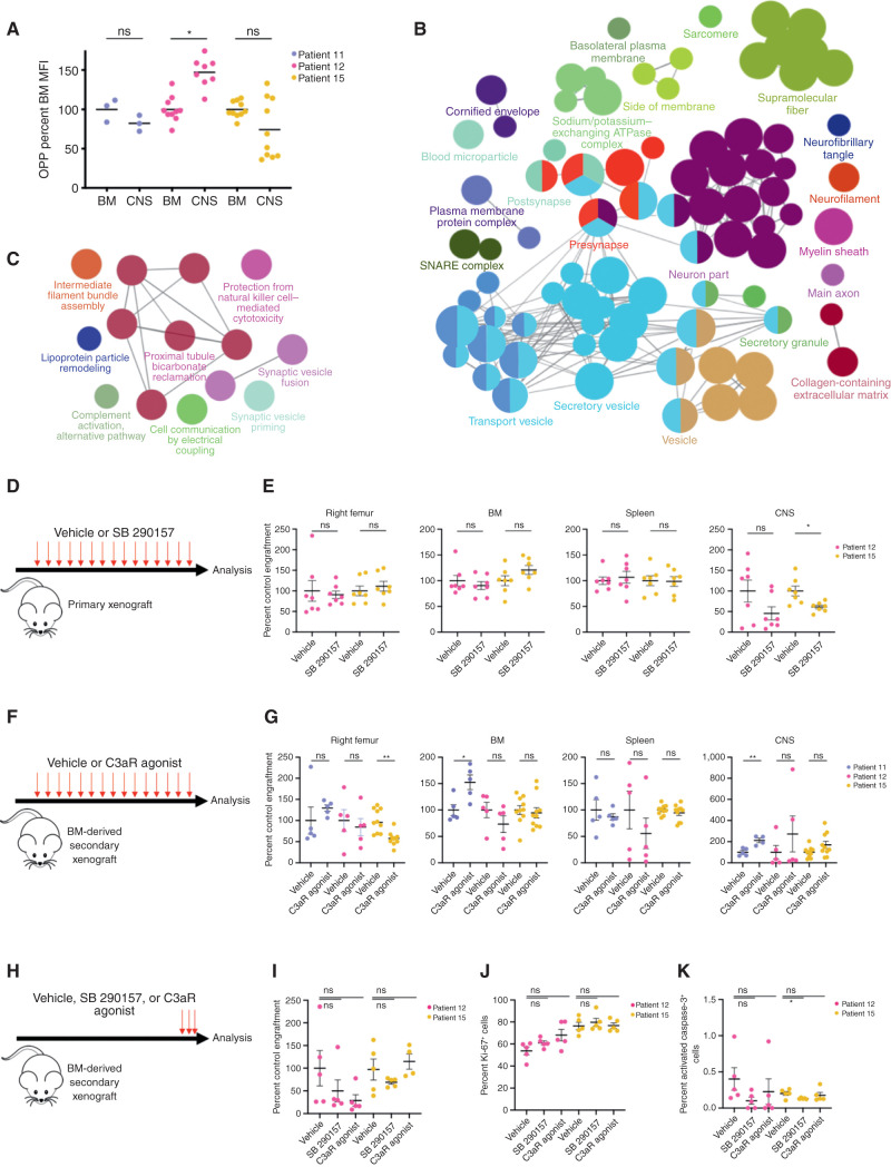 Figure 5. Posttranscriptional upregulation of complement component 3 promotes leptomeningeal disease in KMT2A-rearranged xenografts. A, Translation rate measured by OPP incorporation in matched BM and CNS blasts from KMT2A-rearranged patient 11, 12, and 15 xenografts represented as OPP mean fluorescence intensity (MFI) normalized to matched BM mean for each sample; n = 3 mice (patient 11 diagnosis), n = 10 mice (patient 12 diagnosis, patient 15 diagnosis). B, Biological processes upregulated as measured by label-free mass spectrometry proteomics of CNS blasts compared with matched BM blasts shown as a Cytoscape enrichment map with Markov Cluster Algorithm (MCL)-clustered, ClueGO-identified nodes colored by gene ontology process, with node size reflecting the number of involved proteins and lines representing proteins shared between nodes. C, Cytoscape map of pathways upregulated in proteins with greater abundance in CNS blasts without differential RNA-seq counts of the corresponding mRNA compared with BM blasts. Circular nodes represent MCL clustering of ClueGO-identified biological processes, with node size reflecting the number of involved proteins and edges representing proteins shared between nodes. D, Primary B-ALL xenografts were treated with 10 mg/kg of the C3a receptor antagonist SB 290157 or DMSO vehicle biweekly from the week after engraftment to endpoint. E, Human B-ALL engraftment in various tissues from D normalized to vehicle; n = 7 mice per group from patient 12 diagnosis and patient 15 diagnosis. F, Secondary B-ALL BM xenografts were treated with vehicle or 10 mg/kg C3a receptor agonist biweekly from the week after engraftment to endpoint. G, Human B-ALL engraftment in various tissues from F normalized to vehicle control; n = 4 (patient 11 CNS), n = 5 (patient 11 BM and patient 12 BM and CNS), or n = 10 (patient 15) mice per group. H, Mice with established secondary B-ALL BM xenografts were treated with vehicle or 10 mg/kg C3a receptor agonist for 3 days immediately prior to endpoint. I, Human B-ALL CNS engraftment from H normalized to vehicle control. Percentage of human B-ALL cells in CNS xenografts from H positive for Ki-67 (J) or activated caspase-3 (K). n = 5 mice per group in I–K. Bars, mean ± SE; two-sided unpaired t test, with *, P < 0.05; **, P < 0.01; ns, not significant.