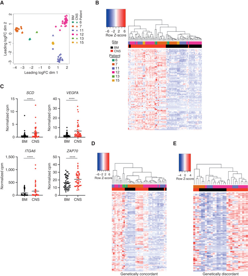 Figure 2. BM and CNS blasts are transcriptionally distinct. A, Multidimensional scaling of RNA-seq gene counts from matched BM (cells from bilateral femurs and tibias; circles) and CNS (triangles) xenografts derived from patient 6 (n = 2 mice), patient 7 (n = 10 mice), patient 11 (n = 9 mice), patient 12 (n = 18 mice), patient 13 (n = 1 mouse), and patient 15 (n = 3 mice). B, Unsupervised hierarchical clustering of matched BM and CNS xenografts based on the normalized gene counts per million (cpm) of the top 100 CNS-upregulated genes by FDR. C, Normalized counts per million for genes indicated in graph title are shown for n = 43 BM and n = 43 CNS xenografts. Line, mean; ****, FDR < 0.001 corrected for multiple hypothesis testing in edgeR. D and E, Expression of the top 100 CNS-upregulated genes from Fig. 1C in the BM and CNS of samples that were also analyzed by targeted sequencing and reported to be genetically concordant (D; n = 21) and discordant (E; n = 28) xenografts from patients 7, 11, 12, and 13, diagnosis and relapse, with samples grouped by unsupervised hierarchical clustering with expression intensity scaled by gene.