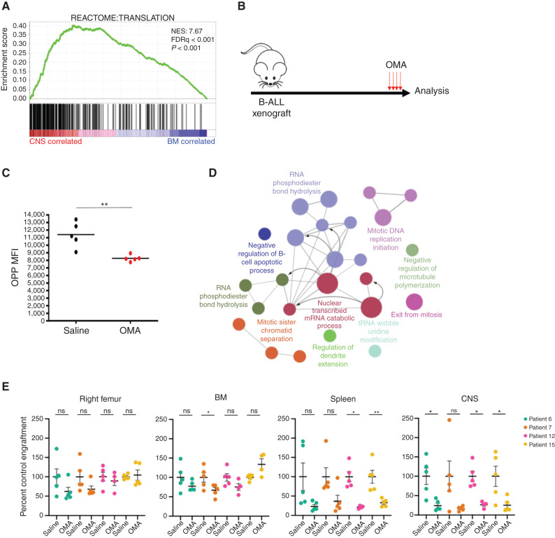 Figure 4. Blocking mRNA translation as a therapeutic strategy for CNS disease. A, Waveplot from GSEA in Fig. 2A showing the Reactome “Translation” gene set, the third most highly enriched gene set in CNS blasts (positively correlated). Normalized enrichment score (NES) = 7.66; FDRq < 0.001. B, B-ALL xenografts generated by intrafemoral injection of BM blasts (patients 6 and 7) or CNS blasts (patients 12 and 15) were monitored for leukemic engraftment and then treated with 1 mg/kg OMA daily for 4 days or 3 days if significant leukemic morbidity was observed (3 days patient 15; 4 days patients 6, 7, and 12) prior to analysis. C, Translation rate in CNS blasts of saline or OMA-treated patient 12 xenografts measured by O-propargyl-puromycin (OPP) incorporation (n = 5 mice). MFI, mean fluorescence intensity. D, Pathways significantly downregulated in proteomic analysis of CNS blasts in OMA-treated xenografts were identified by ClueGO analysis with Markov Cluster Algorithm (MCL) clustering, displayed as a Cytoscape enrichment map of nodes colored by gene ontology process, with size representing significance and edges showing connection between proteins in different nodes. E, Human B-ALL engraftment in tissues of NSG xenografts treated as in B, with human CD19+CD45+ cell counts normalized to saline-treated controls from the day of sacrifice (n = 5 mice per patient for vehicle; n = 5 mice per patient 6, 7, 12, and 4 mice for patient 15 for OMA). In plots, bars represent mean ± SE; two-sided unpaired t test, with *, P < 0.05; **, P < 0.01; ns, not significant.