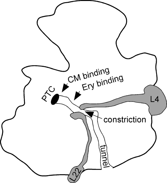 FIG. 1.