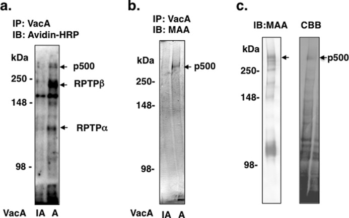 FIGURE 1.