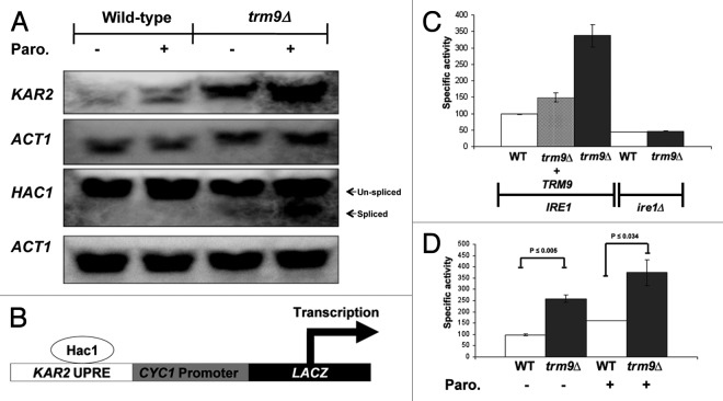 graphic file with name rna-9-990-g5.jpg