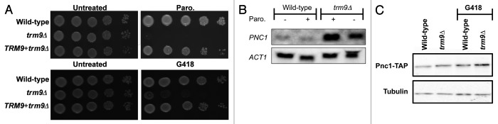 graphic file with name rna-9-990-g1.jpg