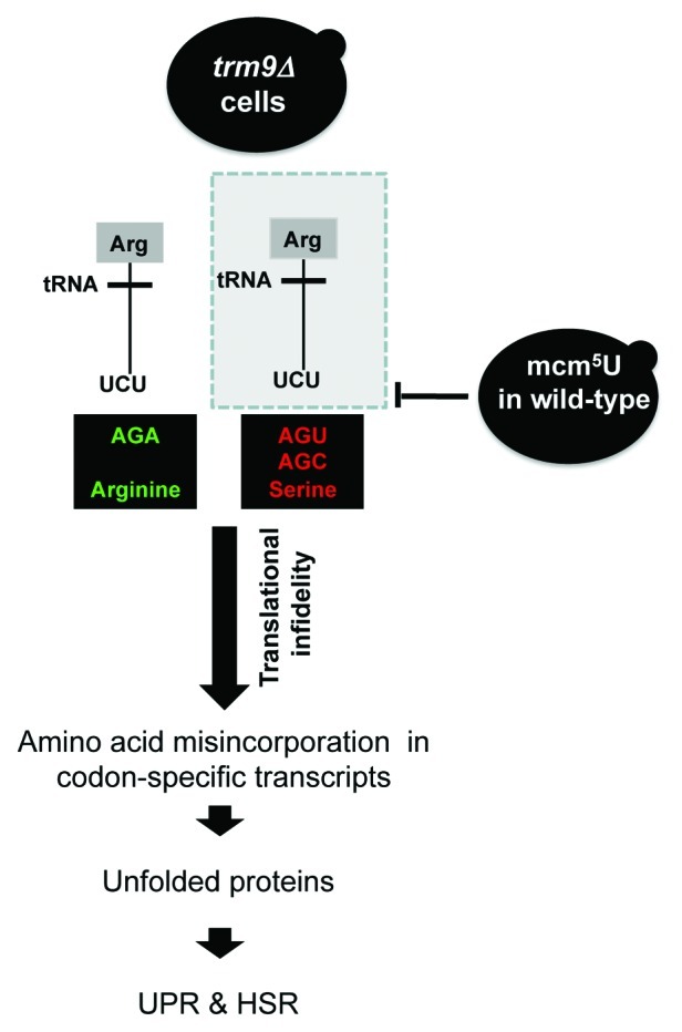 graphic file with name rna-9-990-g6.jpg