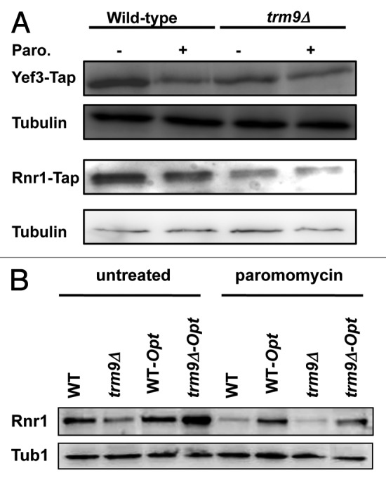 graphic file with name rna-9-990-g3.jpg