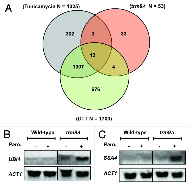 graphic file with name rna-9-990-g4.jpg