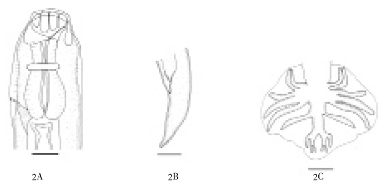 New host and locality records of snake intestinal nematode Kalicephalus ...