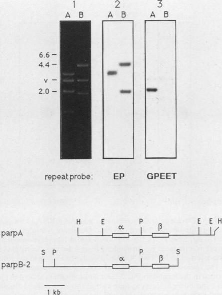 graphic file with name molcellb00051-0467-a.jpg