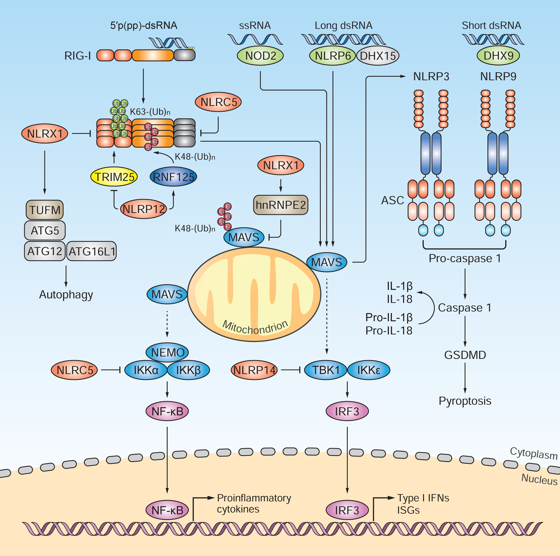 Distinct and Orchestrated Functions of RNA Sensors in Innate Immunity - PMC