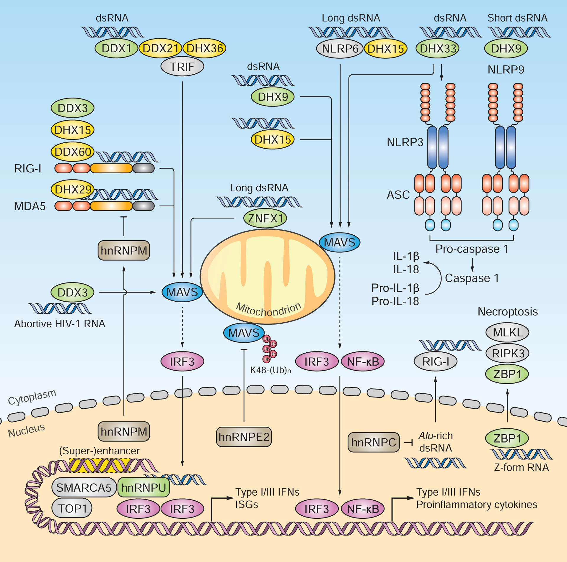 Distinct and Orchestrated Functions of RNA Sensors in Innate Immunity - PMC