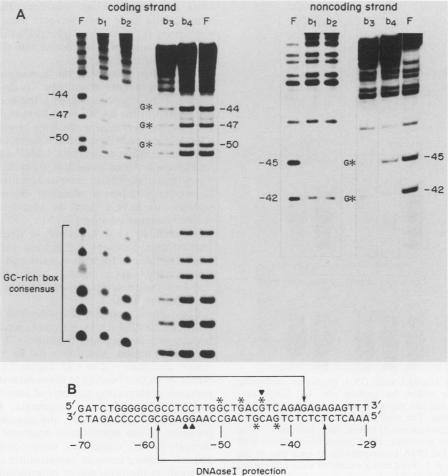 graphic file with name molcellb00065-0101-a.jpg