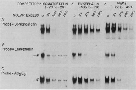 graphic file with name molcellb00065-0105-a.jpg