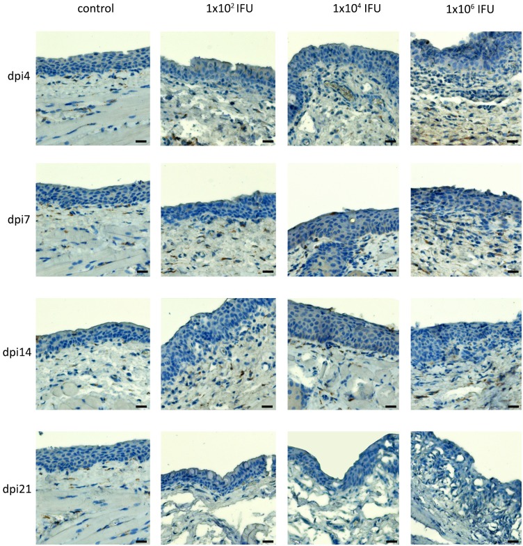 Fig 3