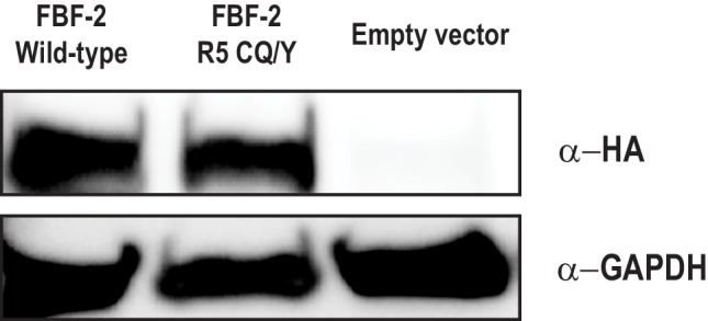 Figure 4—figure supplement 2.