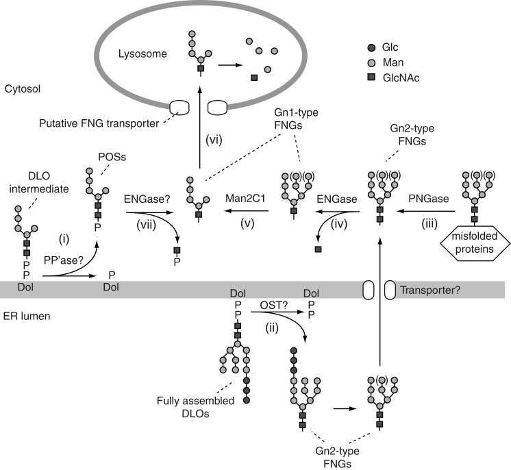 FIGURE 1.