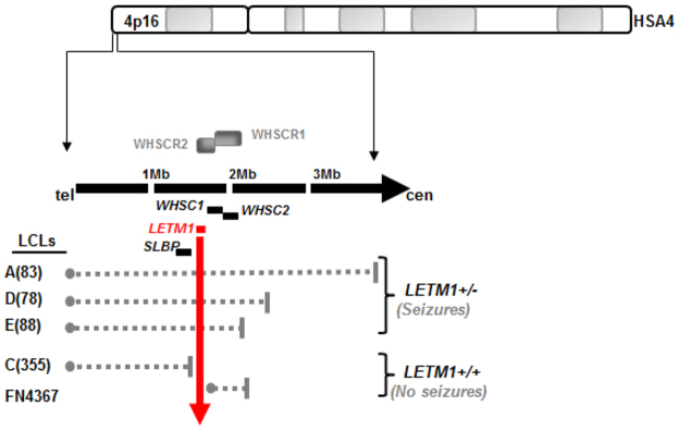 Fig. 1