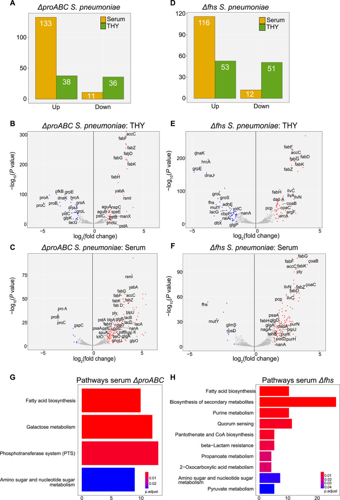 Top bar charts display number of genes in THY and serum for ΔproABC and Δfhs. Scatterplots compare log2 fold changes vs. negative log10 (p-value). Bar charts display impacted biological pathways in serum for ΔproABC and Δfhs.