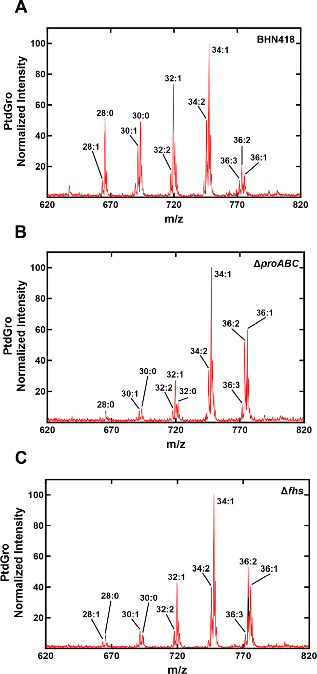 Mass spectrometry analysis depicts the total abundance of saturated and unsaturates acyl chains in three different strains: BHN418, ΔproABC, and Δfhs. Peaks are labeled with their m/z values.