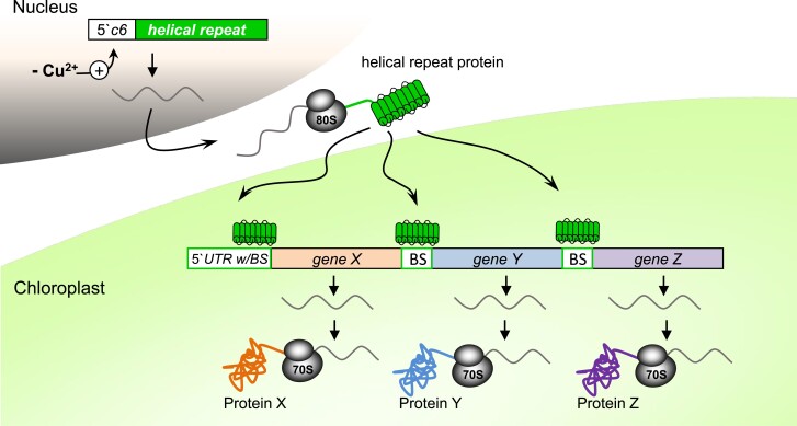 Figure 5.