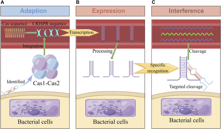 FIGURE 1