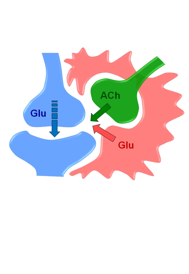 Astrocytes respond to active synapses and release transmitters that persistently enhance synaptic efficacy and thus play a direct role in synaptic plasticity and brain information storage.