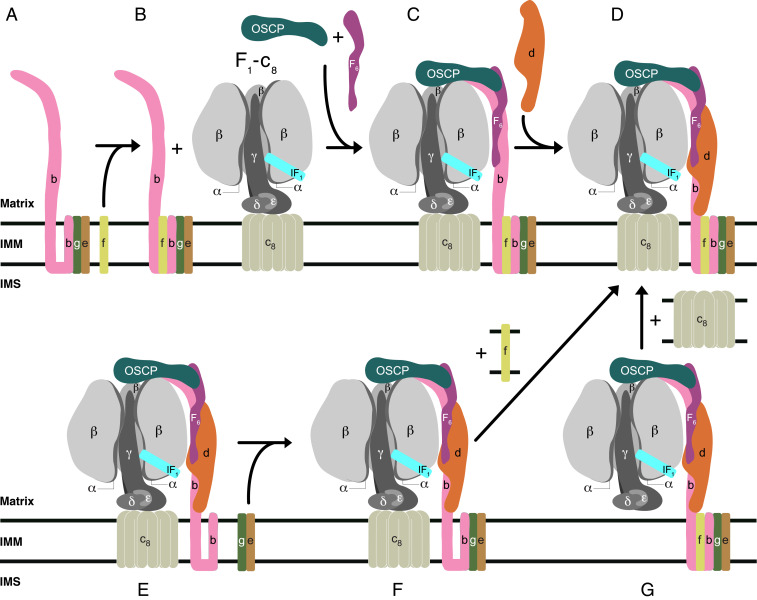 Fig. 7.