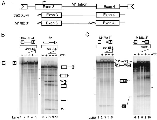 FIG. 1.