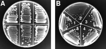 FIG. 2.