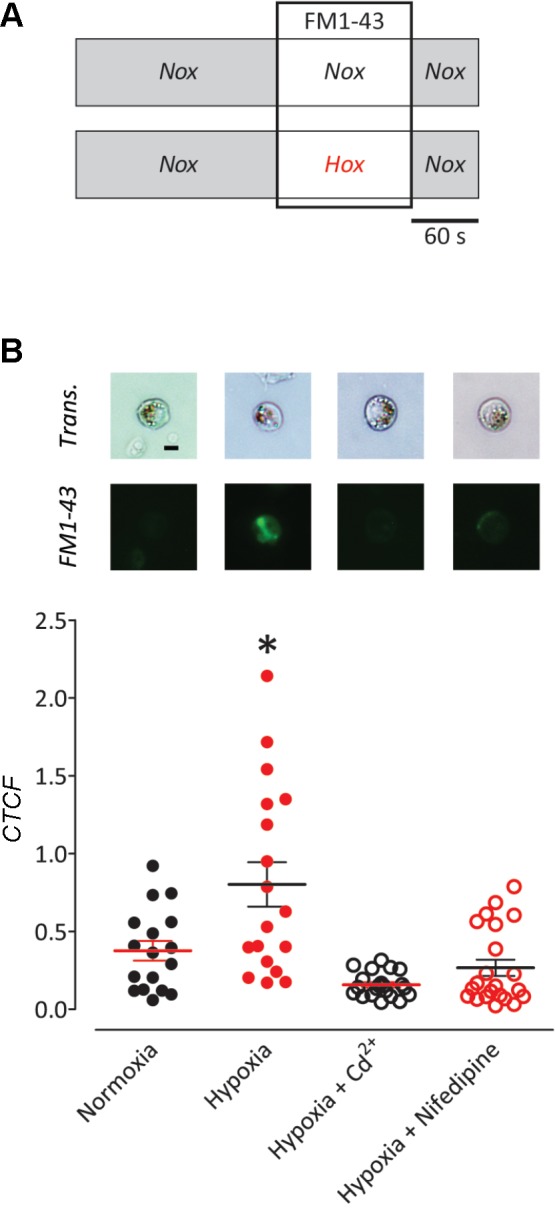 Fig. 9.