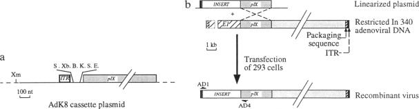 graphic file with name pnas01126-0119-a.jpg