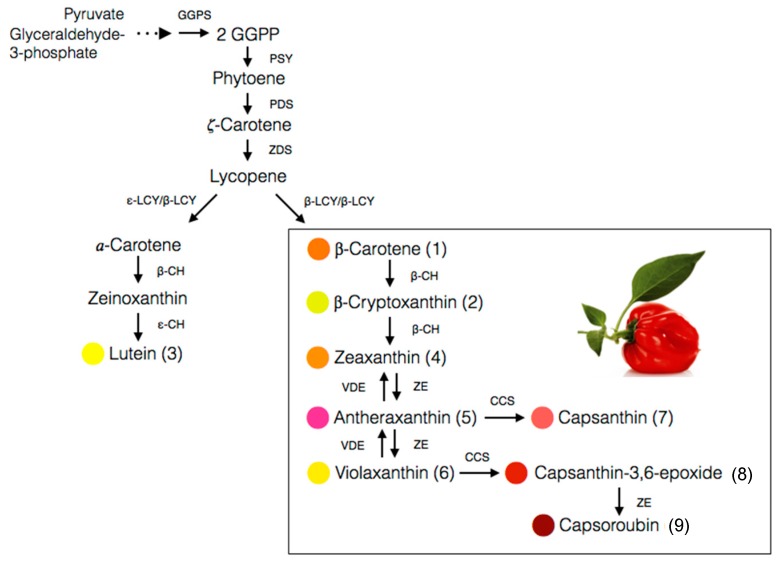 Figure 4