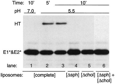 FIG. 1.