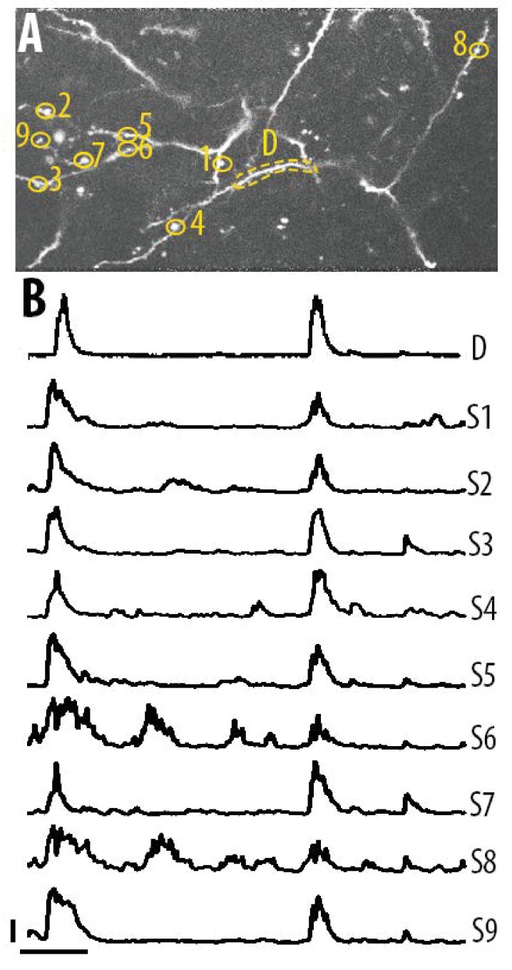 Figure 1—figure supplement 1.