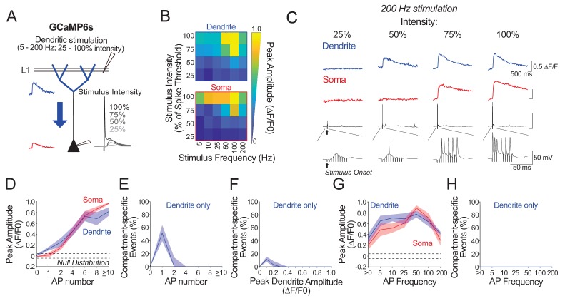 Figure 4—figure supplement 1.