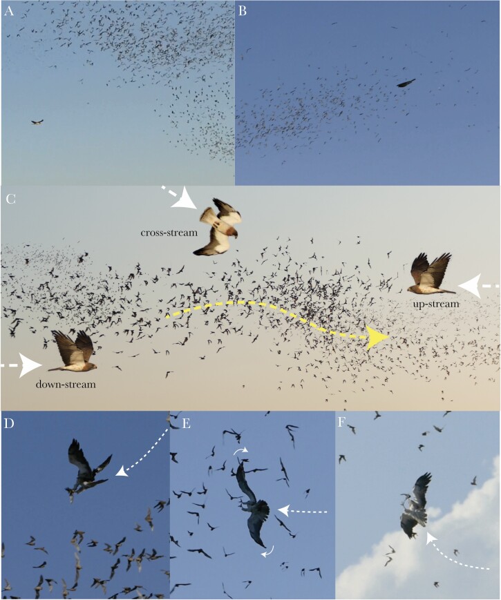 Aerial attack strategies of hawks hunting bats, and the adaptive ...