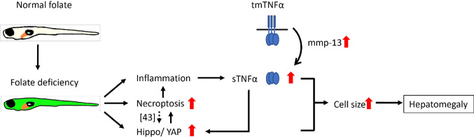 Fig. 12